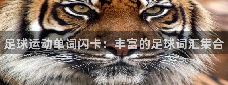 足球运动单词闪卡：丰富的足球词汇集合